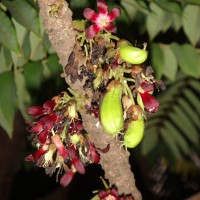 Averrhoa bilimbi L.